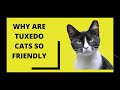 Why Are Tuxedo Cats So Friendly