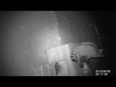 żbik zaobserwowany w Doboszówce ,Lasy janowskie