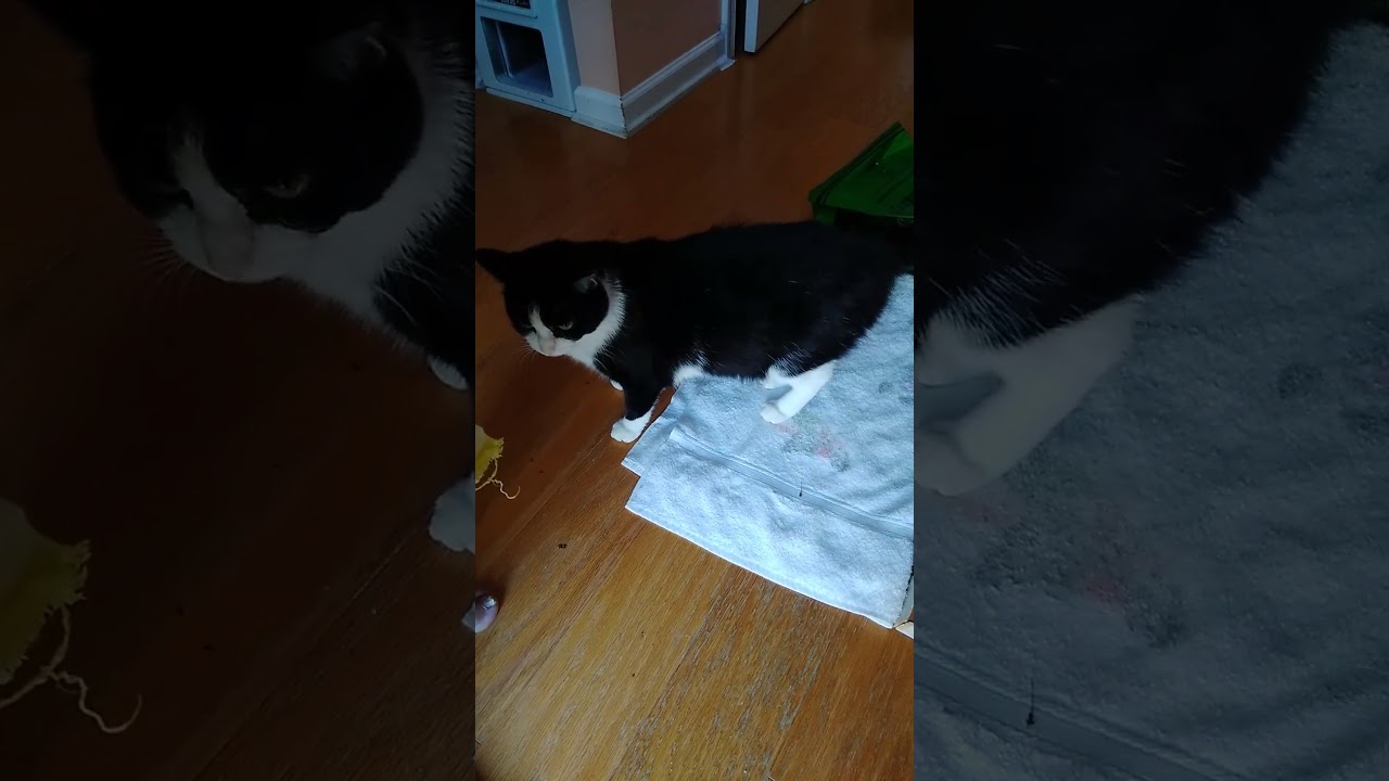 Enlarge Nina, a ADOPTABLE Tuxedo in Nashville, TN video 6/6