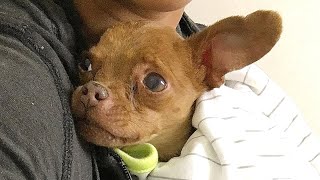 Tiny shelter dog lived like no other