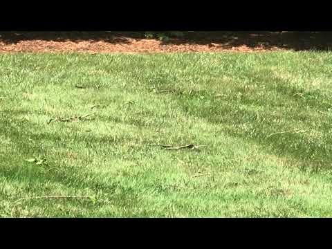 Cicada Killer Wasps All Over the Yard in Plainsboro, NJ