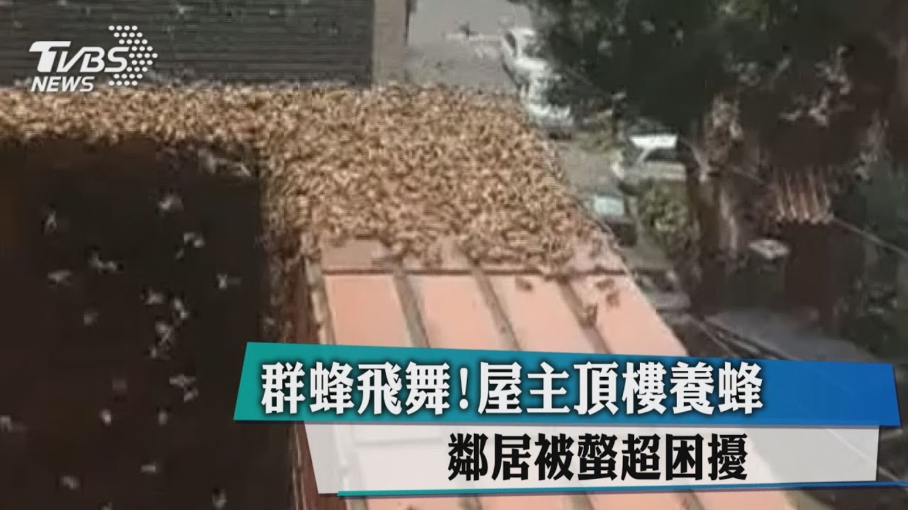 群蜂飛舞!屋主頂樓養蜂 鄰居被螫超困擾