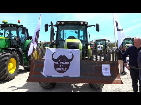 , title : 'Capua, protesta allevatori di bufale contro il nuovo piano anti-brucellosi: in piazza coi trattori'