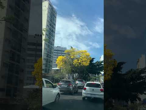 Ipê amarelo, São Paulo. Inverno