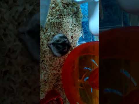 Teledysk chomika ft.Dominik.lp. ,,Zamknięci w Klatce"