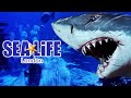 SEA LIFE London Walkthrough Tour