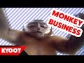 The Funniest Monkeys Ever Kyoot Animal Compilation