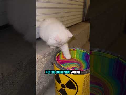 Katzen leuchten im Dunkeln 🐱✨