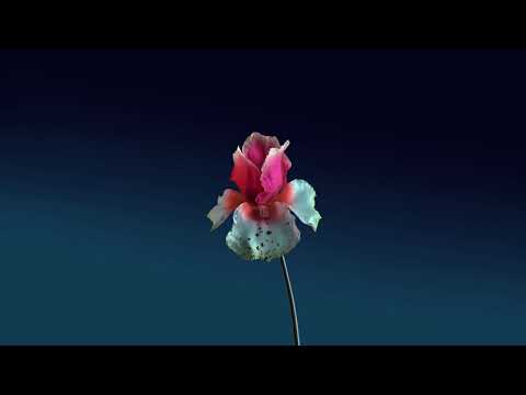 Flume vs Mr V - Back and Fourth
