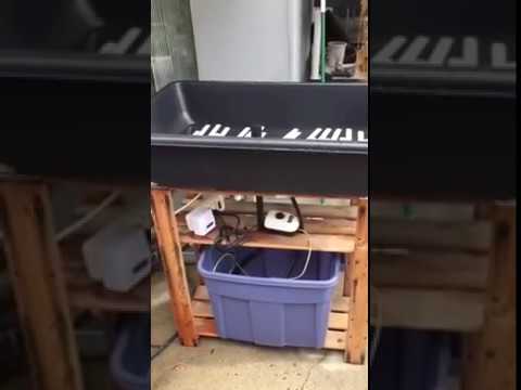 DIY Ebb and Flow Hydroponics Cheap & Easy