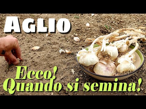 , title : 'AGLIO | Quando SEMINARE L'AGLIO | Il periodo IDEALE'