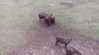 preview picture of video 'BISONBONASUS | Pelea de Bisontes en San Cebrián de Mudá'