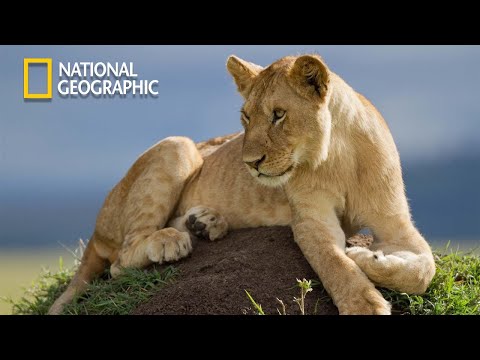 Rise of Luangwa Lion Pride Africa EP2 | National Geographic Documentary 2023