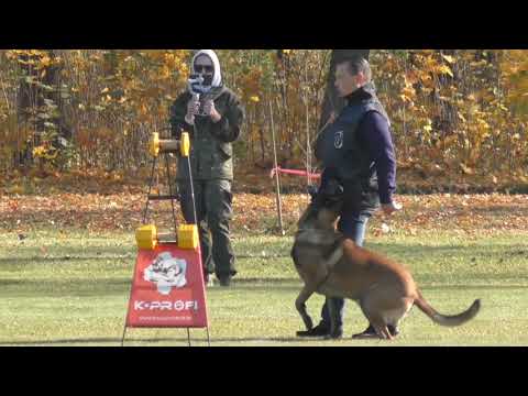 АIK сдача IGP-1 раздел В 96 бал . Тренер и проводник Шапошников Ю.К. Судья Наталья Кроха (Россия)