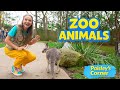 Silly Miss Lily Visits Nashville Zoo To Learn About Zoo Animals Toddler Learning Videos For Kids