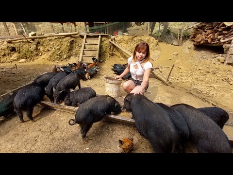 Full -video 120 days building a life alone in a pig farm, a life alone in a green forest
