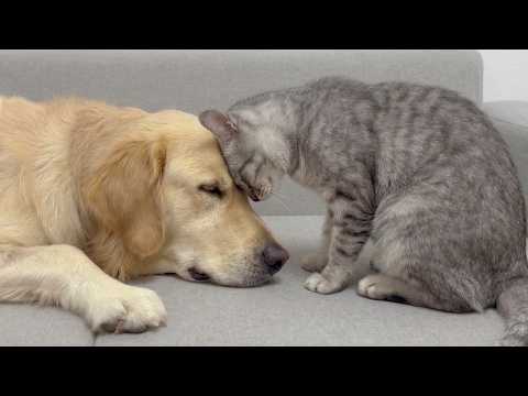 YouTube 썸네일