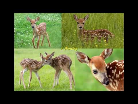 Andrei Golovin - "Bambi" Little musical pictures to Salten's Fairy Tale for ensemble