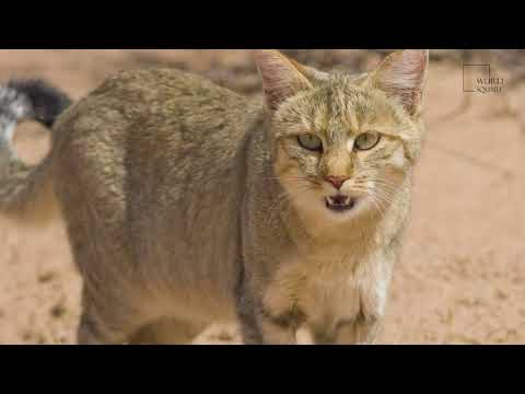 Interesting facts about African Wild Cat by Weird square