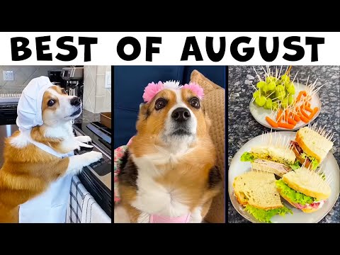 Best Talking Dog Videos (August 2022)