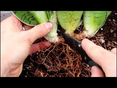 YouTube video about: Why is my snake plant splitting?