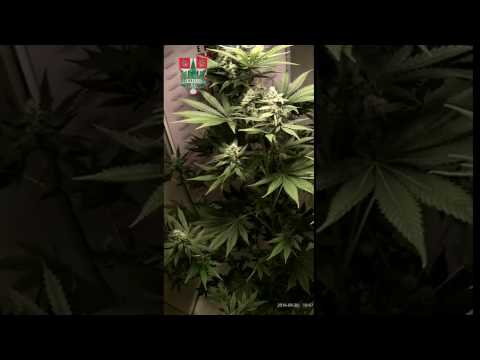 Super Skunk  63 days timelapse