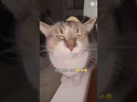 I prefer butter dog 🐕 🧈 #buttercat #butterdog