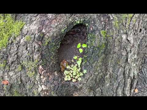 Carpenter Ants Dig the Tree in Carteret, NJ