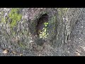 Carpenter Ants Dig the Tree in Carteret, NJ