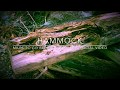 HAMMOCK - Miles to go before sleep (UNOFFICIAL 190118 VIDEO)