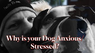 Why is your Dog Anxious and Scared? Understanding Canine problem behaviour root causes