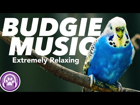 Budgie Music - Instantly Make your Budgie happy and relaxed! ????