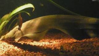 preview picture of video 'Black ghost knifefish / Weißstirn-Messerfisch @ Zoo Duisburg [3/17]'