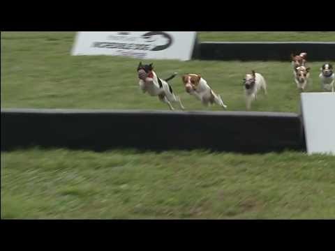 2013 IDC Eastern Regionals - Jack Russell Hurdle Racing