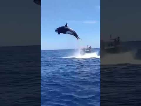 Orca Knocks Shark Into Boat and is Body Slammed by a Whale (Funny Edit) #shorts