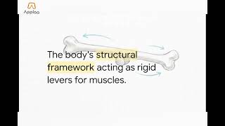 GCSE PE: The Muscular System & Movement | Muscles, Bones, Tendons, Ligaments
