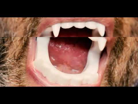 SHUDDER TO THINK - THIRST WALK