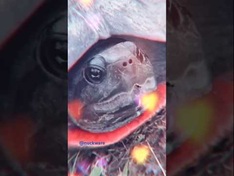Wild Turtle Flirting With Man Caught On Tape