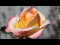 Finding hope - Dan Phillipson 