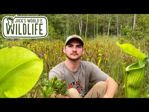 PITCHER Plants IN THE WILD!