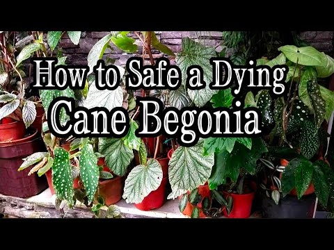 Wie ich meine sterbende Rohrbegonie retten kann (Geheimtipps & Tricks enthüllt) - Teil 1