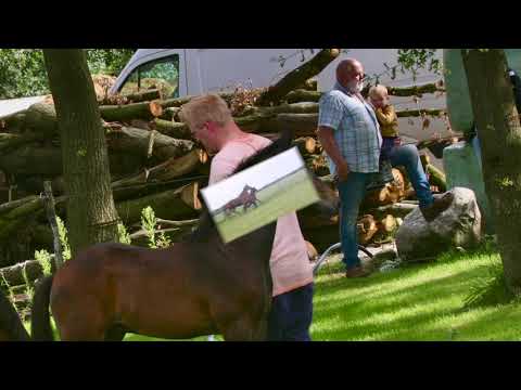 Ragnar Lodbrok (Vaderland x Jazz)