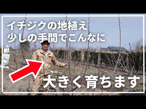 イチジクで気根を育てるにはどうすればよいですか？なぜ彼らは現れるのでしょうか？試してみたい4つの方法  庭園