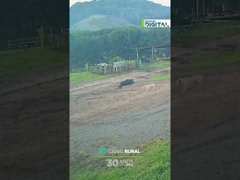 Javali avança e trabalhador consegue fugir em fazenda de Santa Catarina