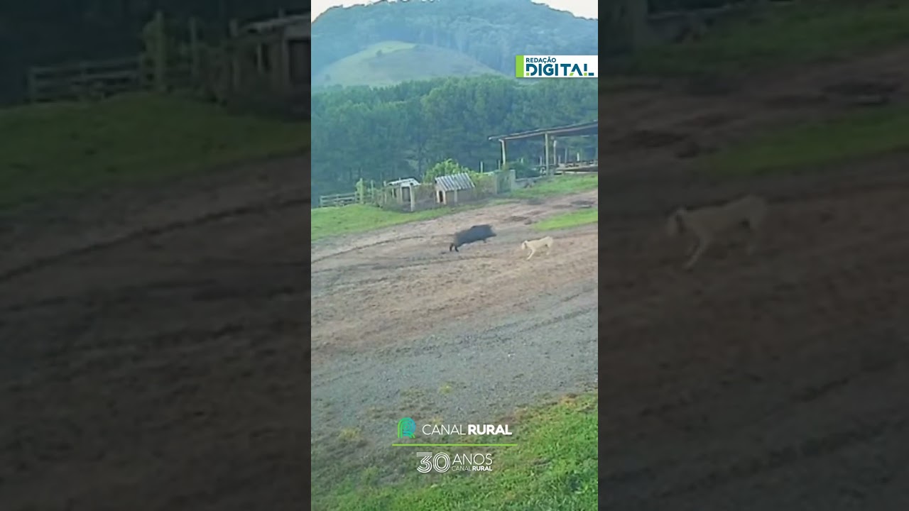 Javali avança e trabalhador consegue fugir em fazenda de Santa Catarina