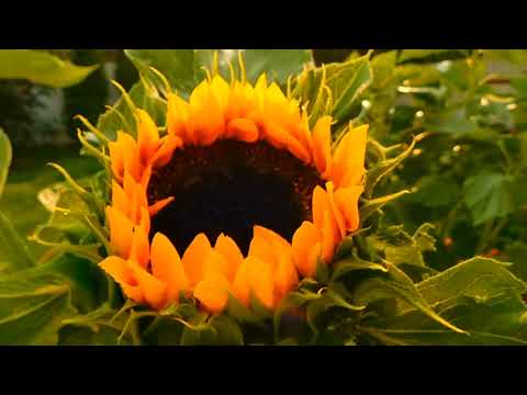 Relaxing Meadow with Ambient Nature🌿 Sounds, Wildflowers, 🌿and Mountain View  Hours#khalid#relaxing