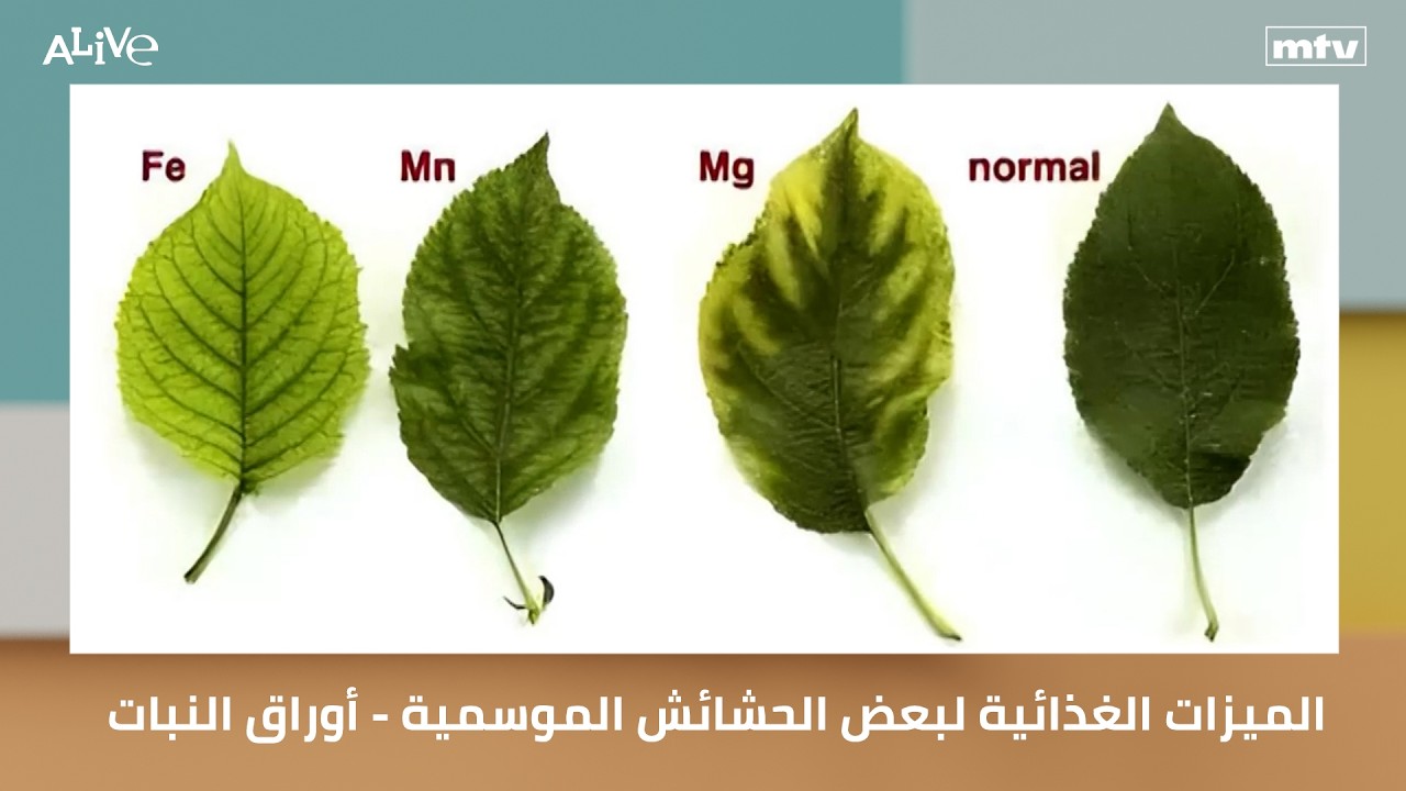 الفوائد والميزات الغذائية لبعض الحشائش الموسمية - أوراق النبات