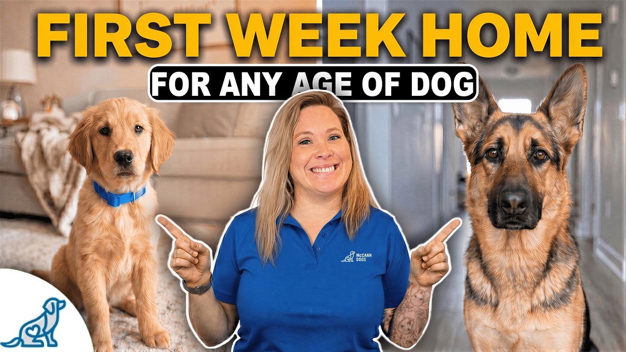 Your Complete First Week Training Schedule For ANY Dog!