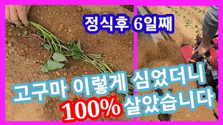 고구마 이렇게 심었더니 100% 살았습니다~ 고구마 심는방법,시기심기  주말농장 솔림농원 텃밭 귀농귀촌