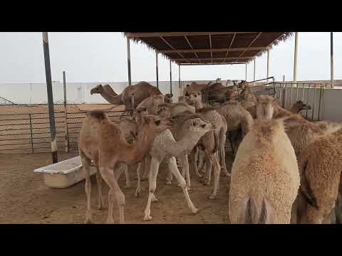 camel farm in Bharain 2/3  March 2024 #camel #bharain #animals